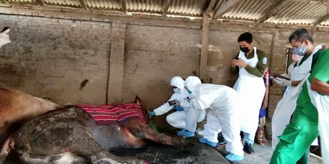 Penyakit Mulut dan Kuku Timbulkan Kematian Tinggi pada Sapi